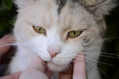 Close-up of cat with hand