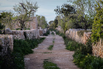 Footpath amidst trees against sky