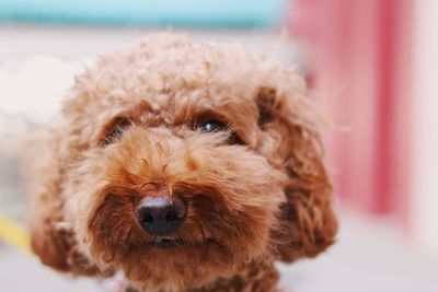 Close-up portrait of dog