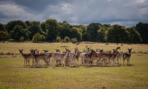 Horses grazing on field against sky