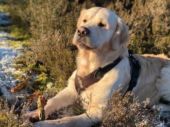 Golden retriever male enjoying the day with family and friends 