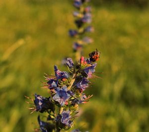 Close-up of insect on purple flower