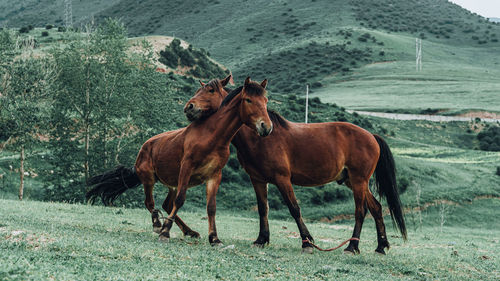 Horses in a farm