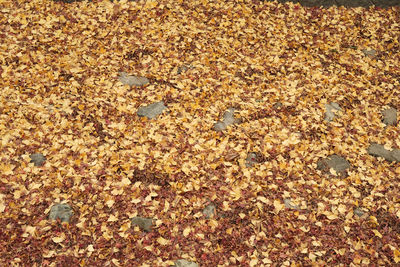 Full frame shot of autumn leaves
