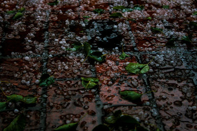 Close-up of moss growing on tree trunk