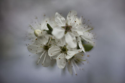 Close-up of white flowers