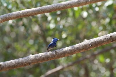 Bird perching on branch