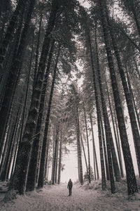 Rear view of man standing on land amidst trees in forest