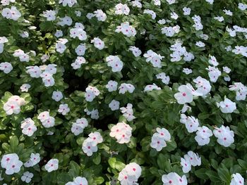 Full frame shot of flowering plants