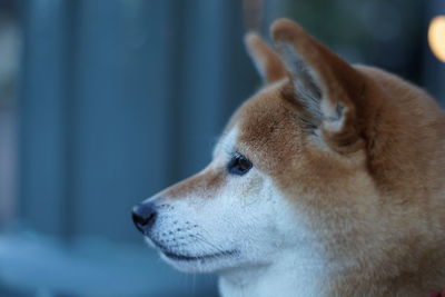 Close-up of a dog looking away