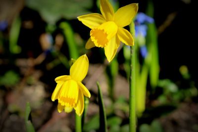 Close-up of yellow flower in field