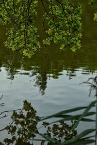 Reflection of trees in lake