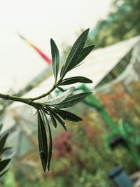 Close-up of green leaves on plant