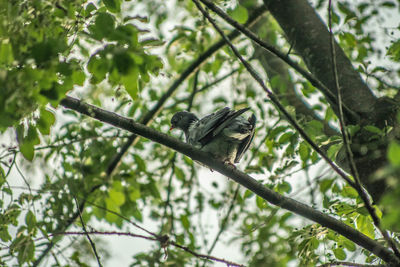 Low angle view of bird perching on branch