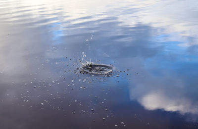 High angle view of birds in sea