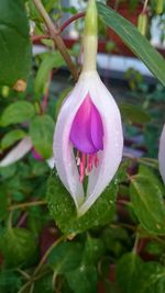 Close-up of pink flower