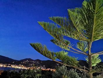 Low angle view of plants against blue sky