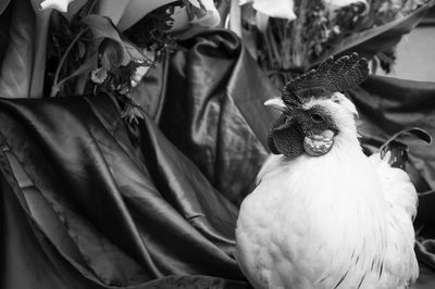 Close-up of a white chicken 