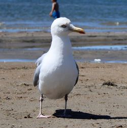 bird