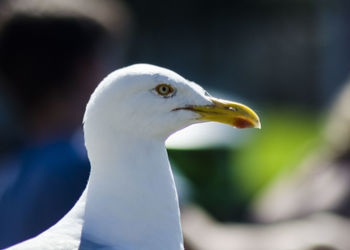 Close-up of seagull