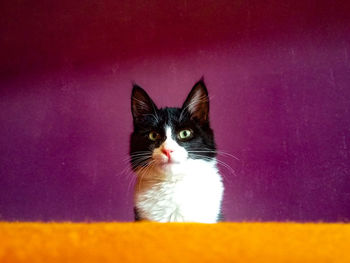 Portrait of cat on purple wall