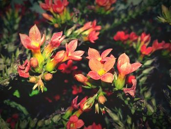 Close-up of red flowers