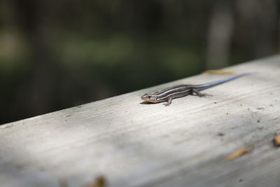 Five-lined skink on a wooden walkway