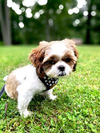 Close-up portrait of dog