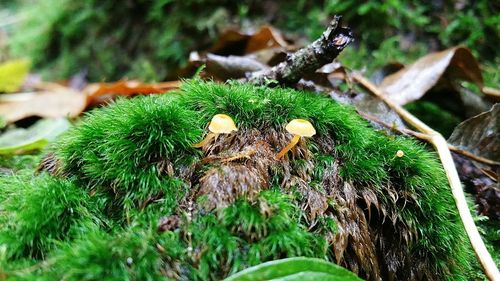 High angle view of mushroom growing outdoors