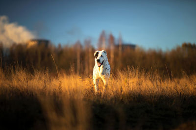 Dog running in field