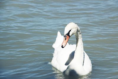 View of swan floating in lake