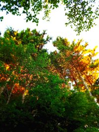 Low angle view of trees against sky during autumn