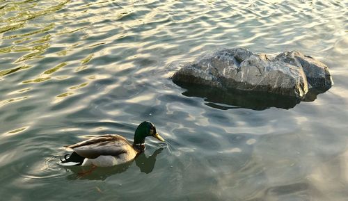 High angle view of duck swimming on lake