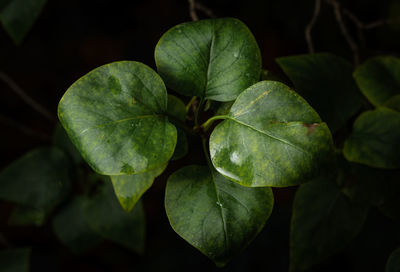 High angle view of green plant