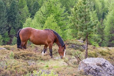 Horse standing in a forest