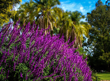 Close-up of pink flowering plants in park