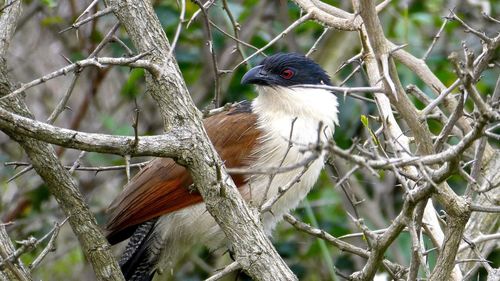 Close-up of bird perching on tree