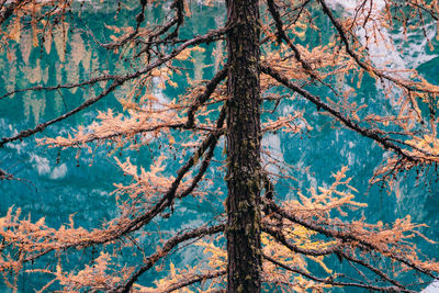 Autumn tree against mountain