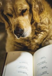 Close-up of dog with book at home