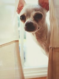 Close-up portrait of a dog