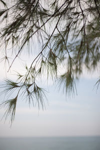 Close-up of tree by sea against sky