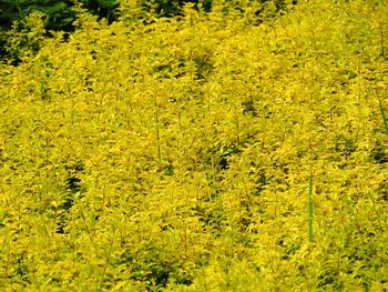 Yellow flowers growing on landscape