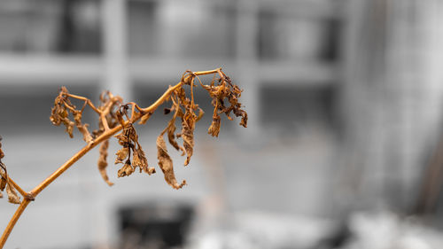 Close-up of wilted plant