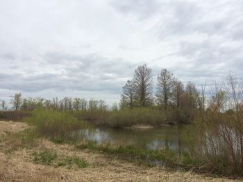 Plants growing on land against sky