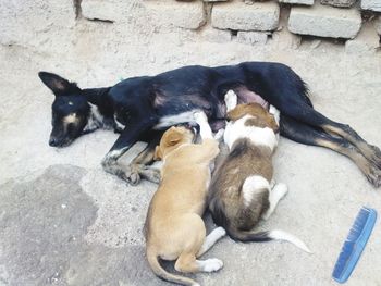 High angle view of dogs sleeping outdoors
