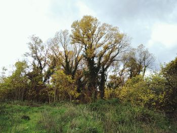 Trees in forest