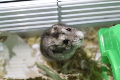 Close-up portrait of mouse in cage