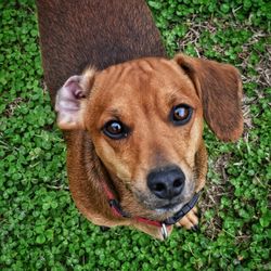 Portrait of a dog