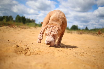 Surface level of a horse on sand