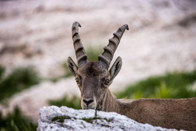 Close-up of deer